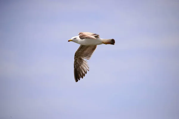 Gaivotas Mar Mediterrâneo Espanha — Fotografia de Stock