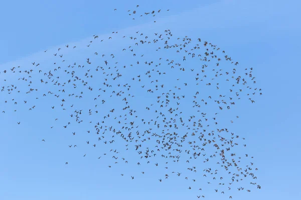 Gold Plover Swarm — Stock Photo, Image