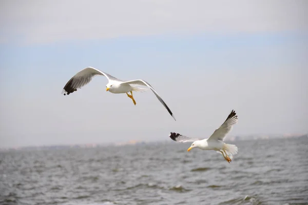 Mouettes Sur Mer Méditerranée Espagne — Photo