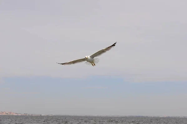 Gaivotas Mar Mediterrâneo Espanha — Fotografia de Stock