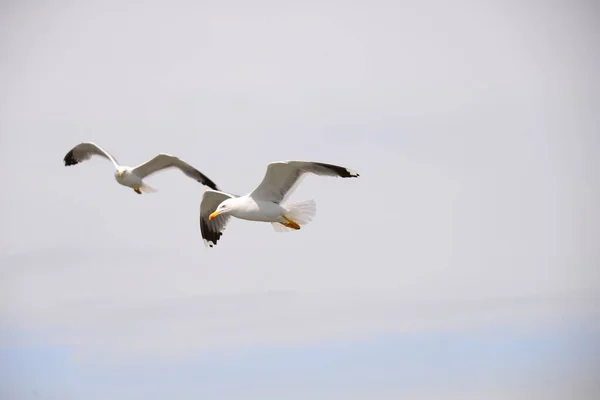 Seagulls Mediterranean Sea Spain — Stock Photo, Image