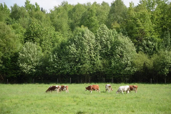 Krávy Pastviny Krávy Skot Skot Westerwald Krávy Pastviny Krajina Zemědělství — Stock fotografie