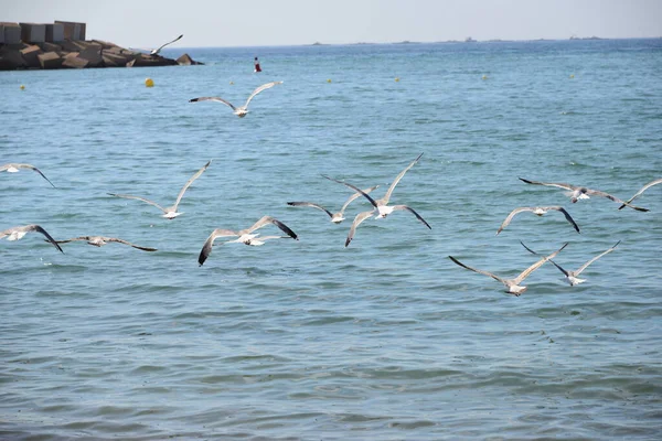 Möwen Auf Dem Mittelmeer Spanien — Stockfoto