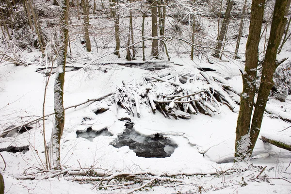 Paesaggio Fluviale Gioito Con Neve Inverno Una Riserva Naturale Foresta — Foto Stock
