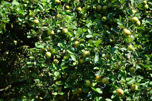 Manzano Verde Jardín — Foto de Stock