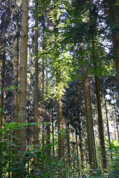 Het Duitse Bos — Stockfoto