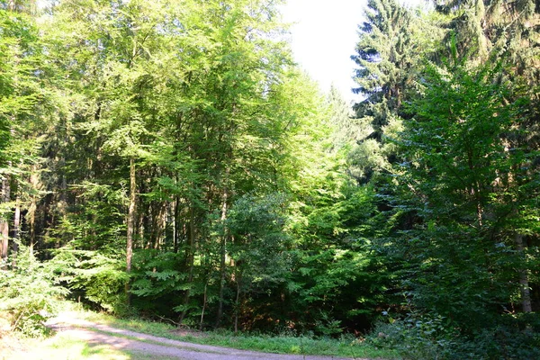 Het Duitse Bos — Stockfoto