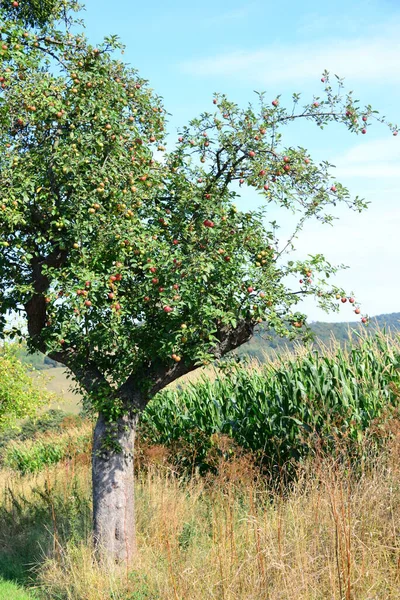 Olgun Elmalar Ağaçta — Stok fotoğraf