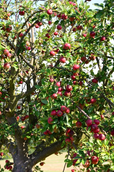 Reife Äpfel Obstgarten — Stockfoto