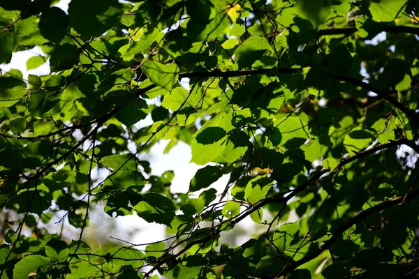 Deutschen Wald — Stockfoto