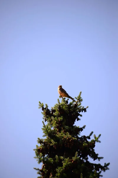 Tanne Mit Mäusebussard — Stockfoto