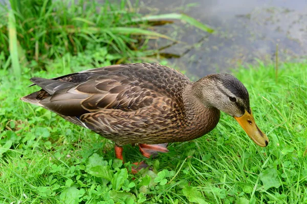 Stockenten See Lower Saxony — 스톡 사진