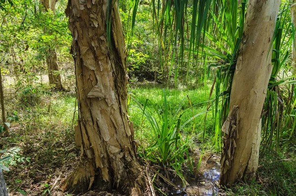 Tropik Queensland Deki Okaliptüs Ağaçlarına Kabuk Soyuyorlar — Stok fotoğraf