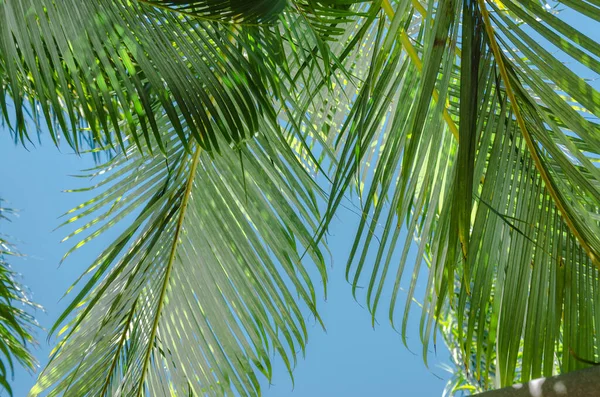 Пальмові Черв Яки Сонці — стокове фото