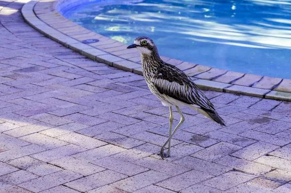 Bush Triel Swimming Pool — Stock Photo, Image