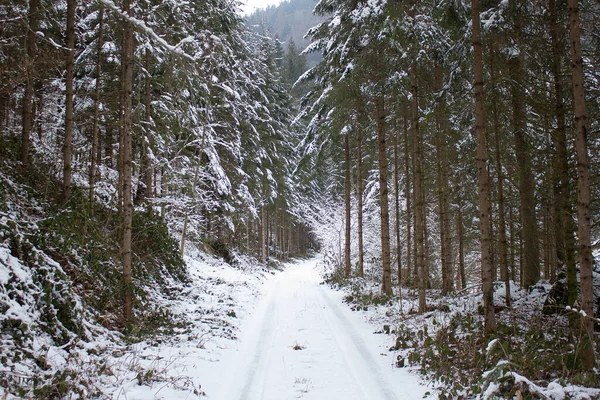 Cesta Sněhovou Stezkou Lesem Zimě Štýrsku — Stock fotografie