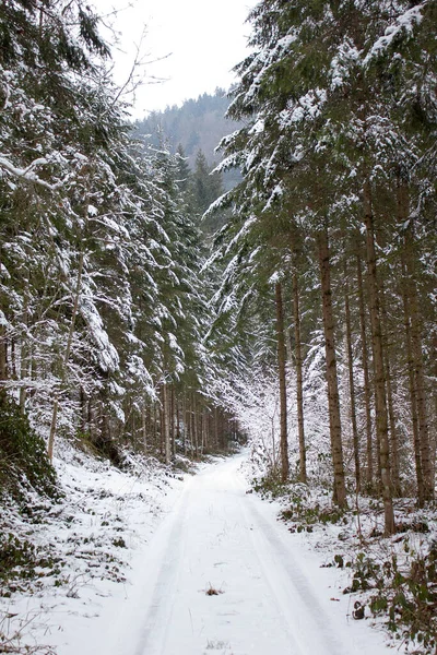 Дорога Снегоходом Через Лес Зимой Штирии — стоковое фото
