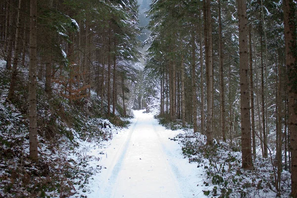 Estrada Com Pista Neve Através Uma Floresta Inverno Estíria — Fotografia de Stock