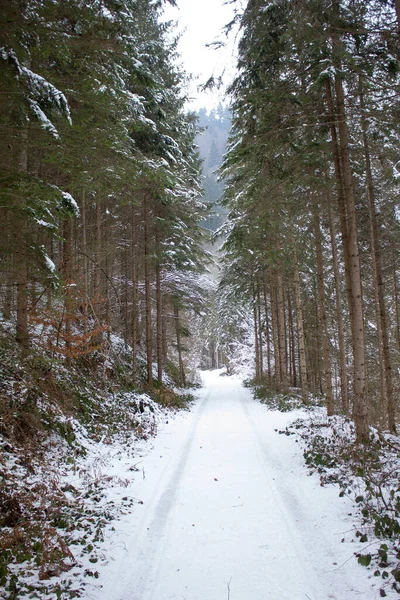 Camino Con Pista Nieve Través Bosque Invierno Estiria —  Fotos de Stock