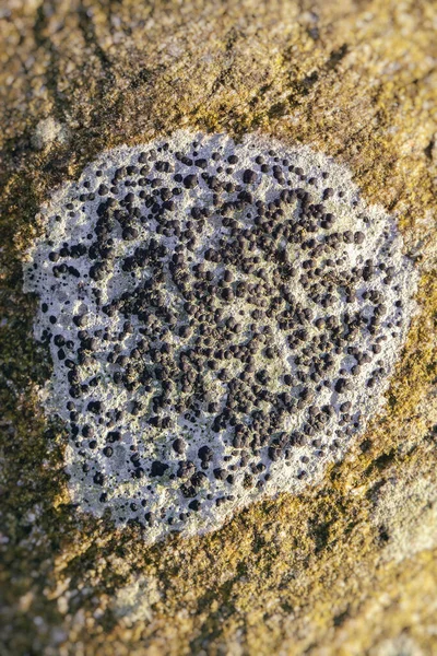 Porpidia Wielkoowocowe Odporne Skorupy Makrointegracji — Zdjęcie stockowe