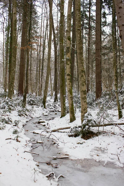 Paisaje Fluvial Regocijado Con Nieve Invierno Una Reserva Natural Forestal —  Fotos de Stock