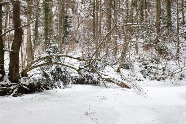 Paysage Fluvial Réjoui Par Neige Hiver Dans Une Réserve Naturelle — Photo