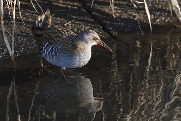 Een Verlegen Waterrail Heeft Zich Uit Zijn Schuilplaats Gewaagd Waadde — Stockfoto