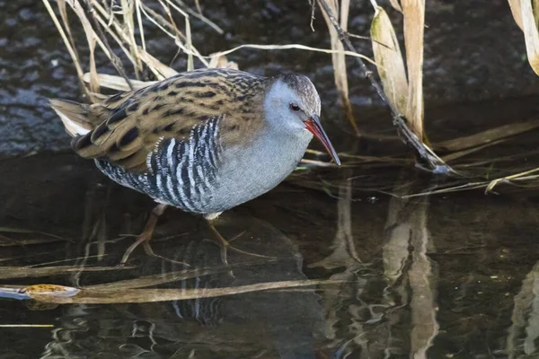 Een Verlegen Waterrail Heeft Zich Uit Zijn Schuilplaats Gewaagd Waadde — Stockfoto