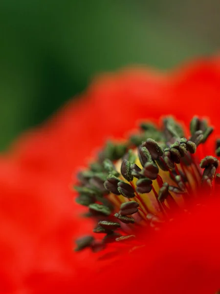 Kırmızı Bir Gelincik Çiçeğine Yaklaş — Stok fotoğraf