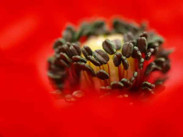 Güzel Kırmızı Bir Çiçeğe Yaklaş — Stok fotoğraf