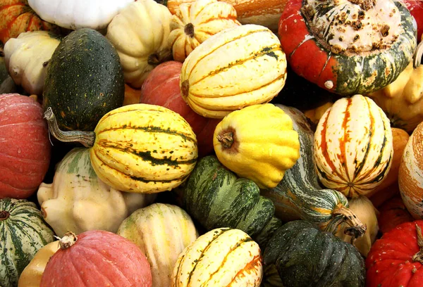 organic pumpkins, Squash vegetables, plant food