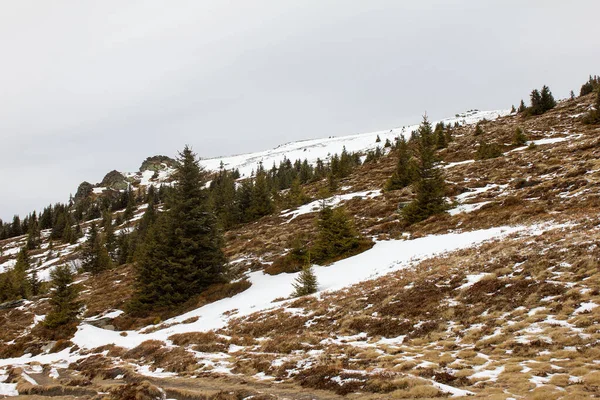 冬は針葉樹林と雪のある高山の牧草地 標高1666メートルのワイン平野 — ストック写真