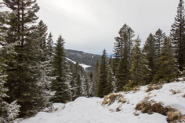 Pâturage Alpin Avec Forêt Conifères Neige Hiver Styrie Plaine Viticole — Photo