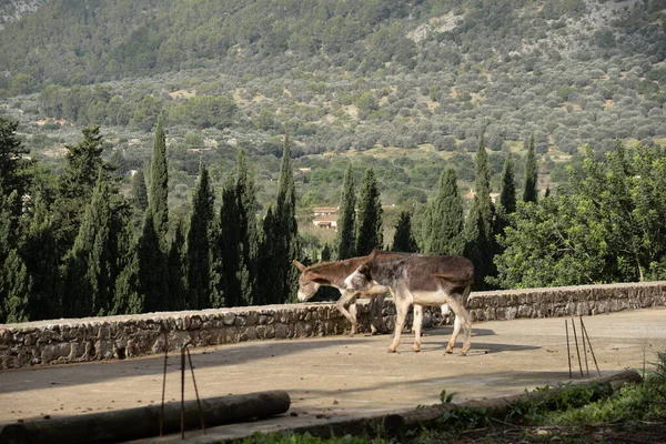 Ezel Dier Fauna Vee — Stockfoto