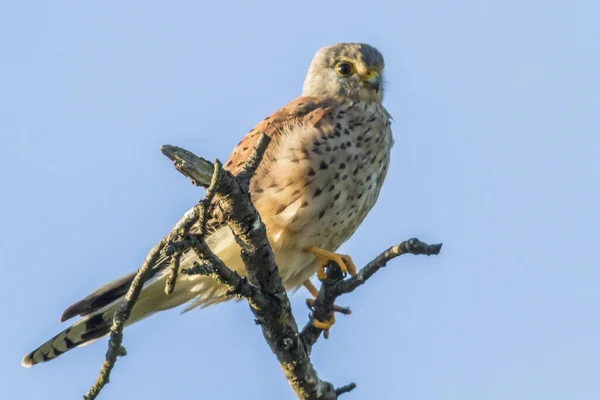 Crécerelle Est Assis Sur Son Attente Cherche Des Proies — Photo