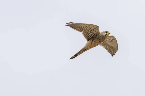 Een Vliegende Estrel Zoek Naar Voedsel — Stockfoto