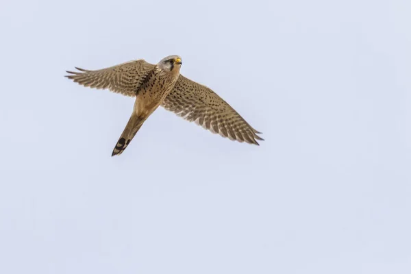 Flygande Ekorre Jakt Efter Mat — Stockfoto