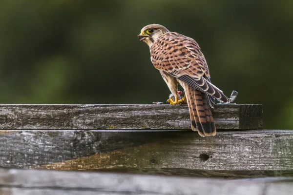 Kestrel Захопленою Польовою Мишею — стокове фото