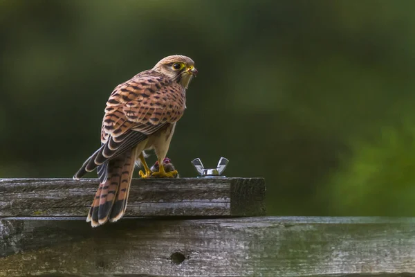 Kestrel Захопленою Польовою Мишею — стокове фото