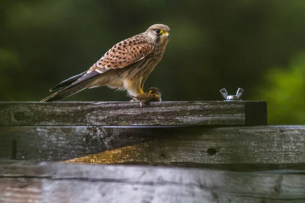 Kestrel Med Fångad Fältmus — Stockfoto