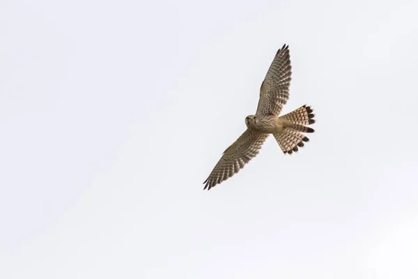 Een Vliegende Estrel Zoek Naar Voedsel — Stockfoto