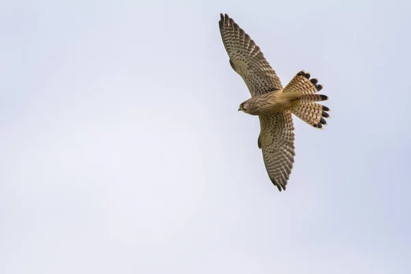 Kestrel Voador Busca Comida — Fotografia de Stock