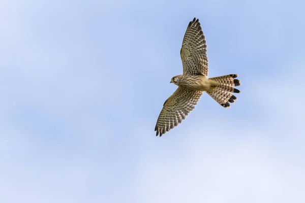 Een Vliegende Estrel Zoek Naar Voedsel — Stockfoto