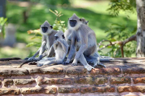 Rodiny Opic Bílí Vousatí Languři Poutním Místě Starobylého Královského Města — Stock fotografie