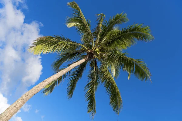 Slanted Palm Moorea French Polynesia South Seas Oceania Stock Picture