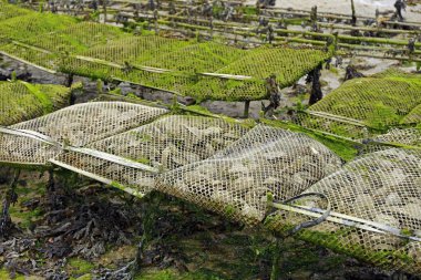 Oyster farming near Cancale in the bay of English Channel clipart