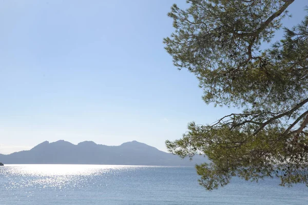 Küste Meeresküste Halbinsel Formentor Mallorca Formentor Balearen Spanien Küste Baum — Stockfoto