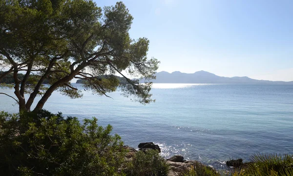 Küste Meeresküste Halbinsel Formentor Mallorca Formentor Balearen Spanien Küste Baum — Stockfoto