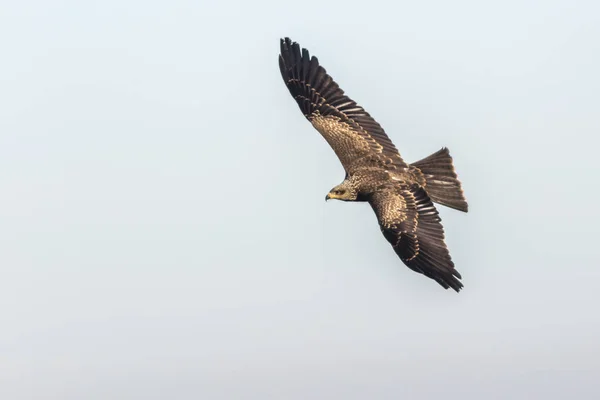 Flying Black Kite Search Food — Stock Photo, Image