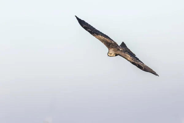 Een Vliegende Zwarte Vlieger Zoek Naar Voedsel — Stockfoto